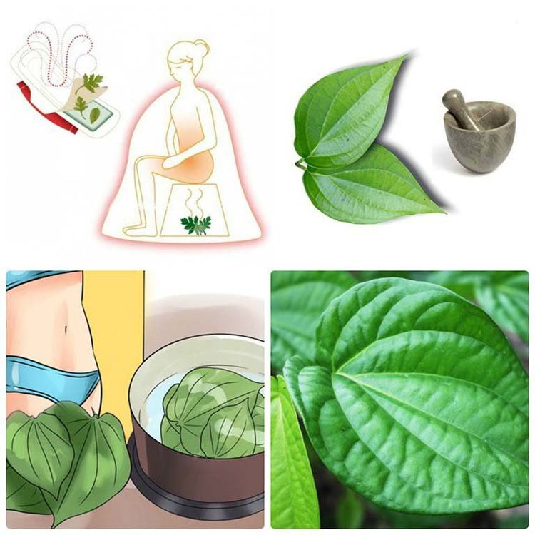 Lá trầu không có tác dụng gì đặc biệt với các chị em? Câu trả lời là giảm tiết dịch âm đạo. 