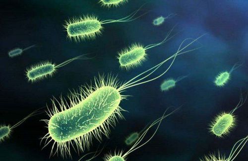 
Vi khuẩn E. Coli của rượu vang hỏng có thể gây ngộ độc thực phẩm
