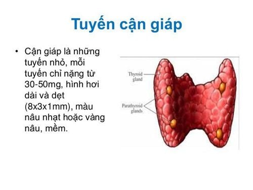 Vai trò của tuyến cận giáp trong hệ thống nội tiết là gì?