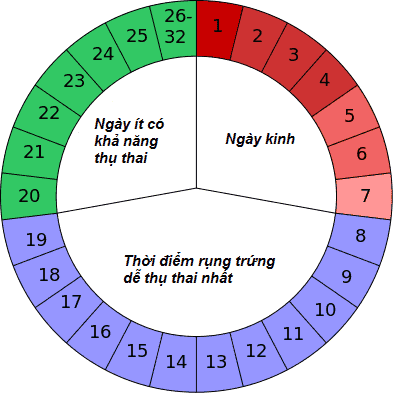 
Thiếu canxi có thể dẫn đến rối loạn chu kỳ kinh nguyệt
