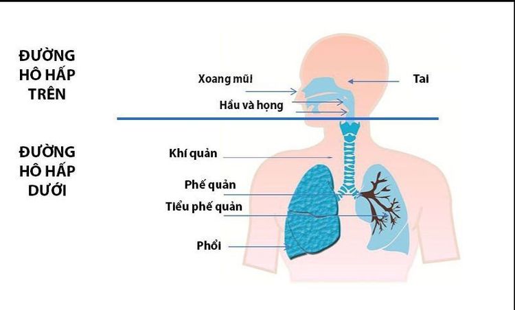
Các bộ phận đường hô hấp trên
