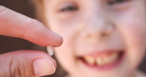 
Răng sữa được xem là tế bào gốc của cơ thể
