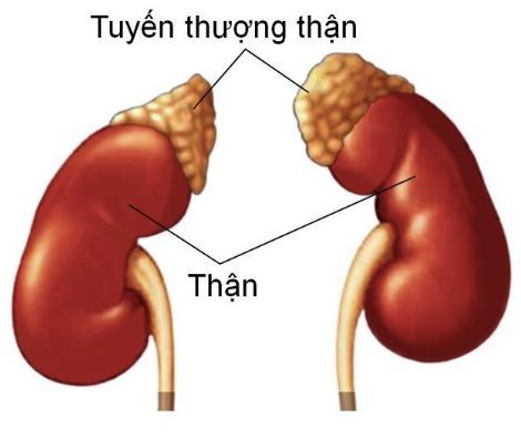 
Tuyến thượng thận là bộ phận tiết ra Cortisol
