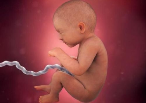 
Phổi và não là hai bộ phận trưởng thành nhiều nhất trong sự phát triển các cơ quan của thai nhi ở giai đoạn tam cá nguyệt thứ 3
