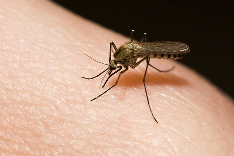 
Culex tritaeniorhynchus là loài muỗi truyền bệnh viêm não Nhật Bản
