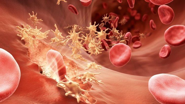 
Prothrombin có vai trò chính trong việc làm đông máu
