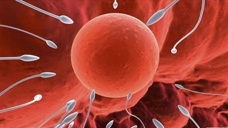 
Phôi không đủ tốt khiến cấy ghép trong IVF thất bại
