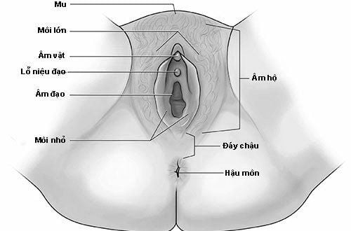 Môi âm hộ được cấu tạo từ hai phần là môi lớn và môi bé, bao quanh lỗ âm đạo. 