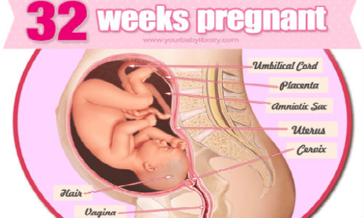 
Thai nhi 32 tuần có sự phát triển tương đối hoàn thiện.
