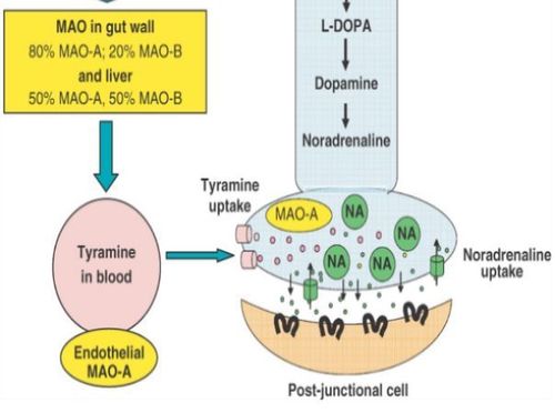 
Enzyme MAO là một enzyme có nhiều trong ty thể ở não, nhu mô gan, ruột,phổi, mạch máu...
