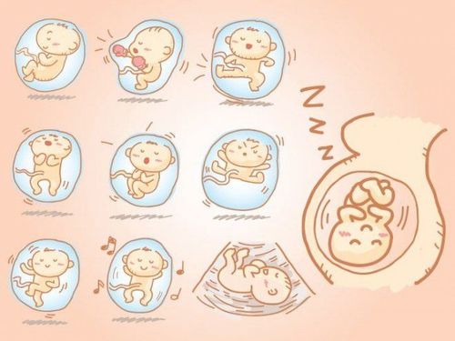 
Sự phát triển của thai nhi 21 tuần tuổi
