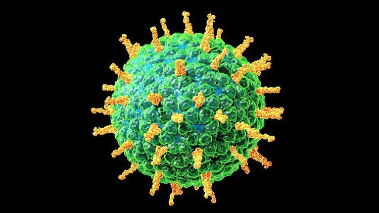 
Virus Rotavirus làm tổn thương hệ vi nhung mao đường ruột gây không dung nạp lactose ở trẻ
