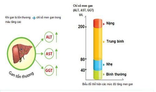 
Chỉ số men gan tăng cao trong xét nghiệm hóa sinh
