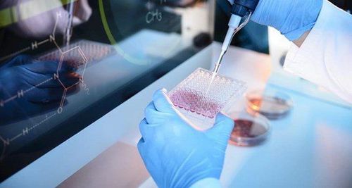 
Các nhà khoa học Mỹ tiến hành liệu pháp ghép tế bào gốc trung mô từ tủy xương
