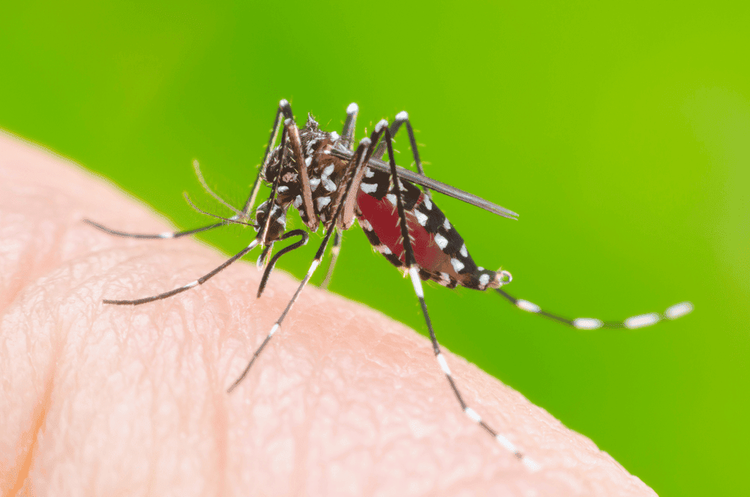
Muỗi vằn mang virus dengue gây bệnh sốt xuất huyết ở người
