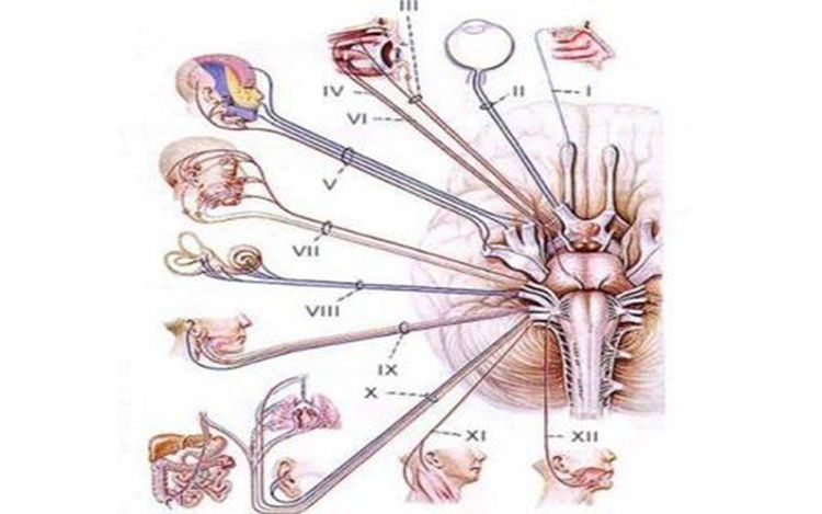 
Sơ đồ 12 đôi dây thần kinh sọ não
