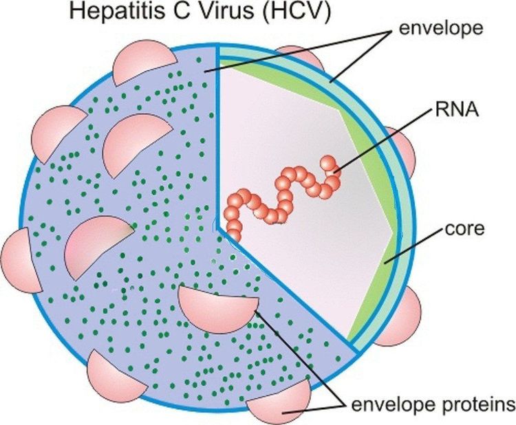 
Hình ảnh vi rút viêm gan C
