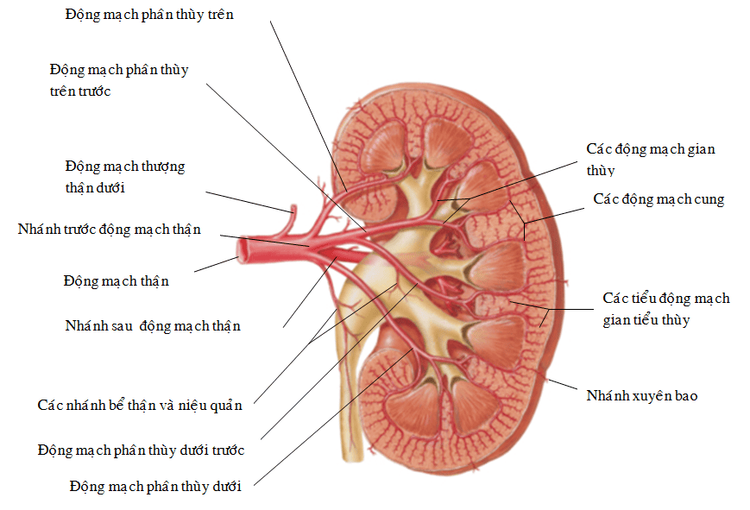 
Giải phẫu động mạch thận
