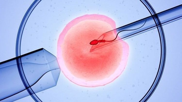 
Cần chọn ngày phù hợp để chuyên phôi vào tử cung

