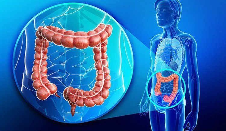 
Đại trực tràng hay ruột già đây là cơ quan bao gồm manh tràng, ruột thừa, đại tràng và trực tràng
