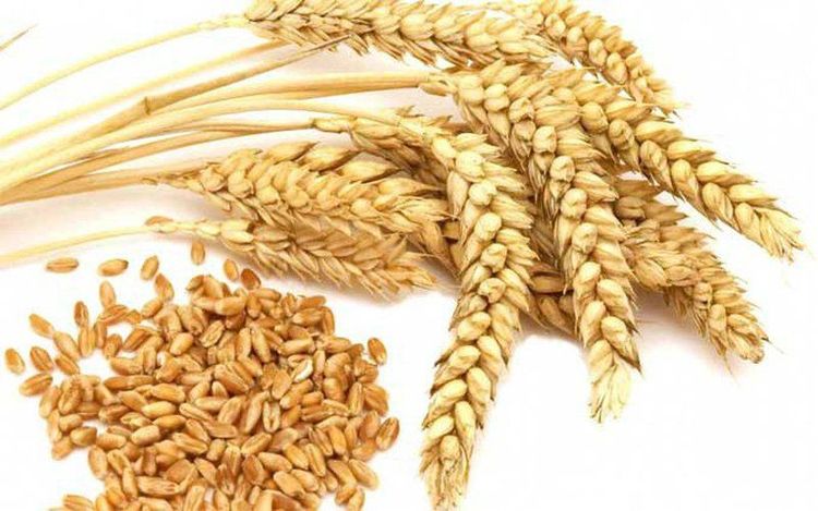 
Trẻ từ 24-36 tháng tuổi được khuyến khích ăn các loại ngũ cốc như lúa mạch
