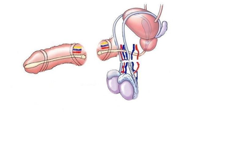 
Cấu tạo cơ quan sinh dục nam giới gồm các bộ phận khác nhau
