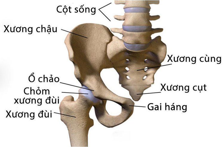 
Vị trí xương cùng
