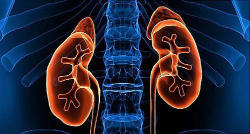 
Thận có chức năng quan trọng trong cơ thể con người
