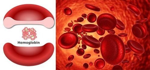 
Hemoglobin là thành phần chính trong hồng cầu
