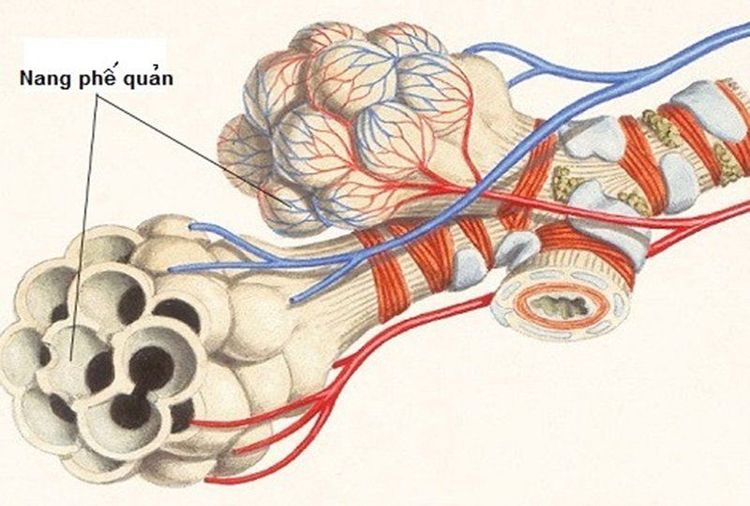 
U nang phế quản là những nang tròn có bề mặt trơn
