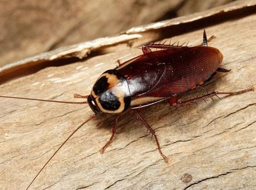 
Gián có thể là yếu tố khởi phát cơn ho hen phế quản
