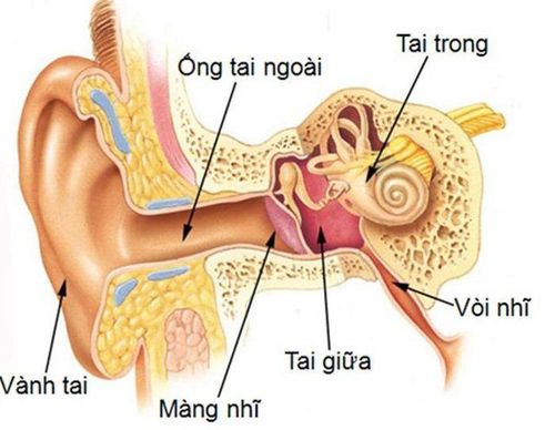 
Vị trí ống tai ngoài
