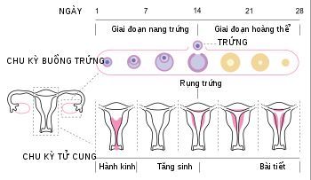 
Quá trình sinh lý chu kỳ kinh nguyệt được trải qua các giai đoạn khác nhau
