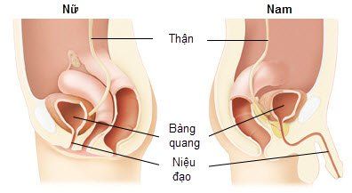 
Niệu đạo của bệnh nhân

