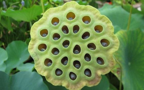 
Người mắc chứng sợ lỗ tròn khi nhìn thấy vỏ hạt sen sẽ cảm thấy sợ hãi
