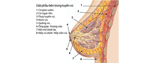 
Cấu tạo tuyến vú ở phụ nữ
