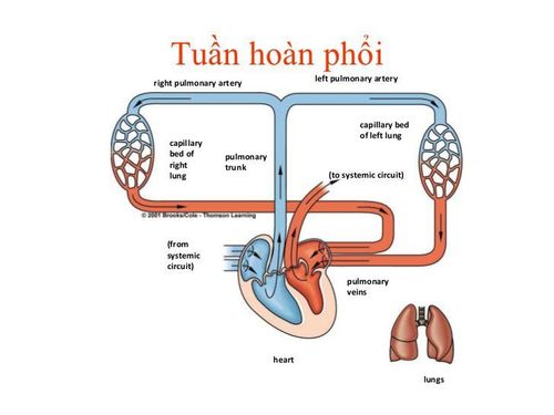 
Phân tích các tuần hoàn phổi là một trong các vấn đề cần lưu ý khi phân tích phim X quang tim-mạch
