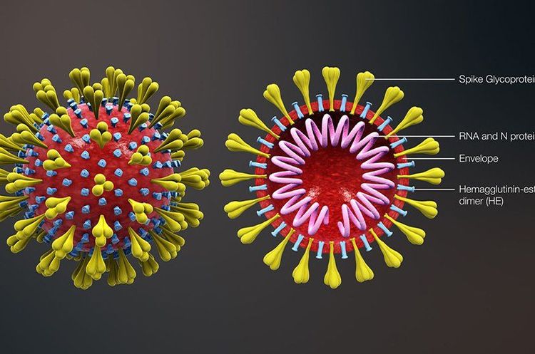 
Coronavirus không làm tăng sản xuất chất nhầy trong ngực
