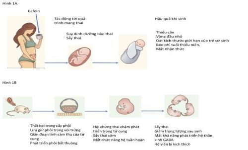 
Mẹ sử dụng cà phê ảnh hưởng đến kết quả mang thai và sinh con.
