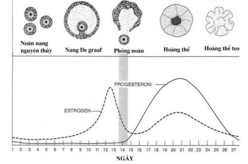 
Estrogen và Progesterone là 2 hormone tham gia vào sinh lý chu kỳ kinh nguyệt
