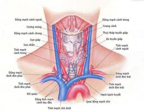 
Siêu âm đánh gia thu nhận đầy đủ hình ảnh về cấu trúc nhu mô tuyến giáp, mạch máu tuyến giáp cũng như các vùng xung quanh
