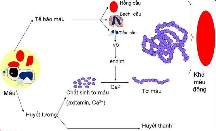 
Đông máu, cầm máu hiểu một cách đơn giản chính là sự thay đổi trạng thái vật lý của máu
