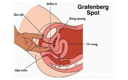 Đến nay, cuộc tranh luận về sự hiện diện của điểm G trên thành âm đạo vẫn tiếp tục diễn ra. 