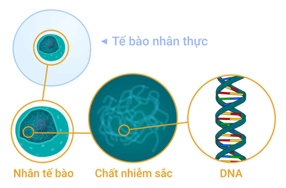 Tia bức xạ in hóa có thể làm hỏng cấu trúc DNA trong các tế bào