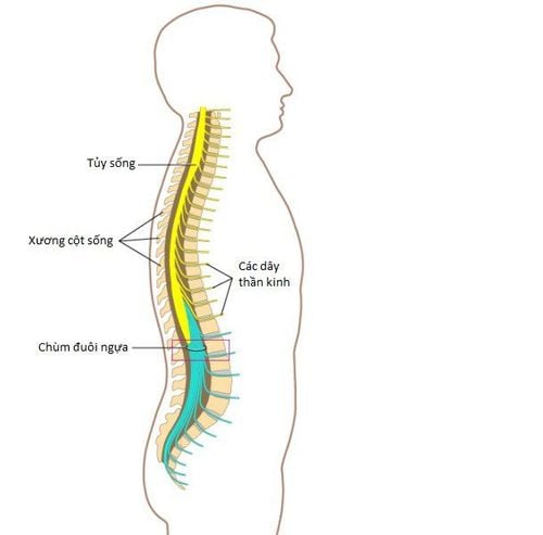 
Vị trí chùm đuôi ngựa trên hệ thống xương xột sống
