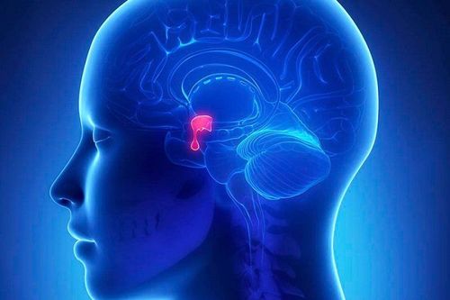 
Tuyến yên có vai trò quan trọng đối với hormone
