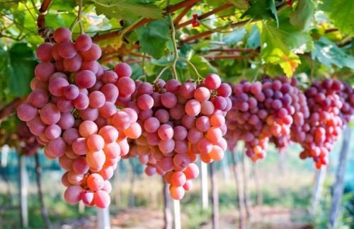 
Nho đỏ chứa chất chống oxy hóa là flavonoid có tác dụng giảm viêm
